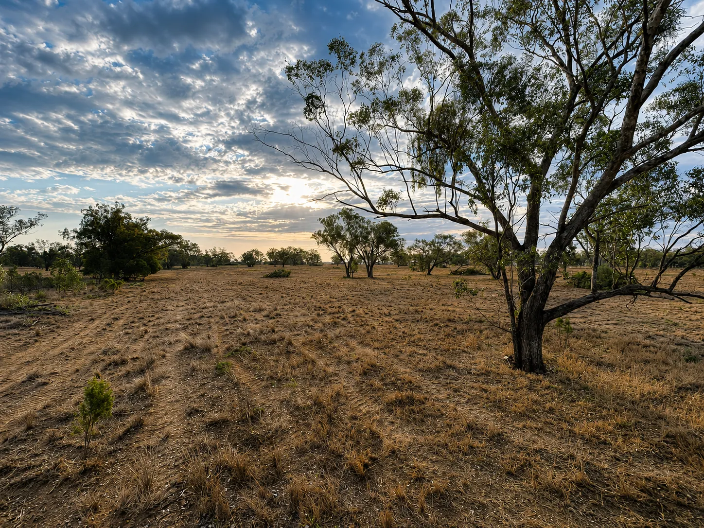 A stick-raked paddock among gum trees, cleared and ready for use
