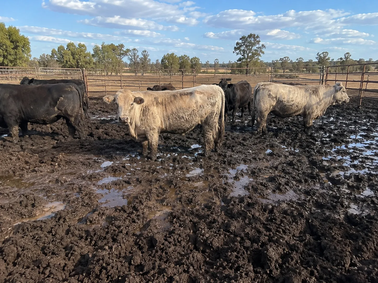 Cattle in wet, built-up pens
