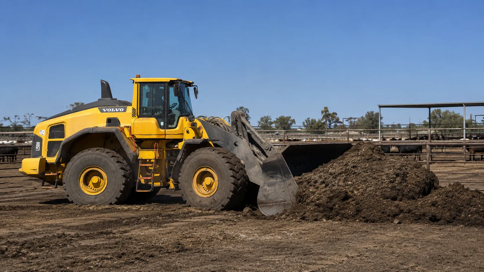 A loader cleaning feedlot pens