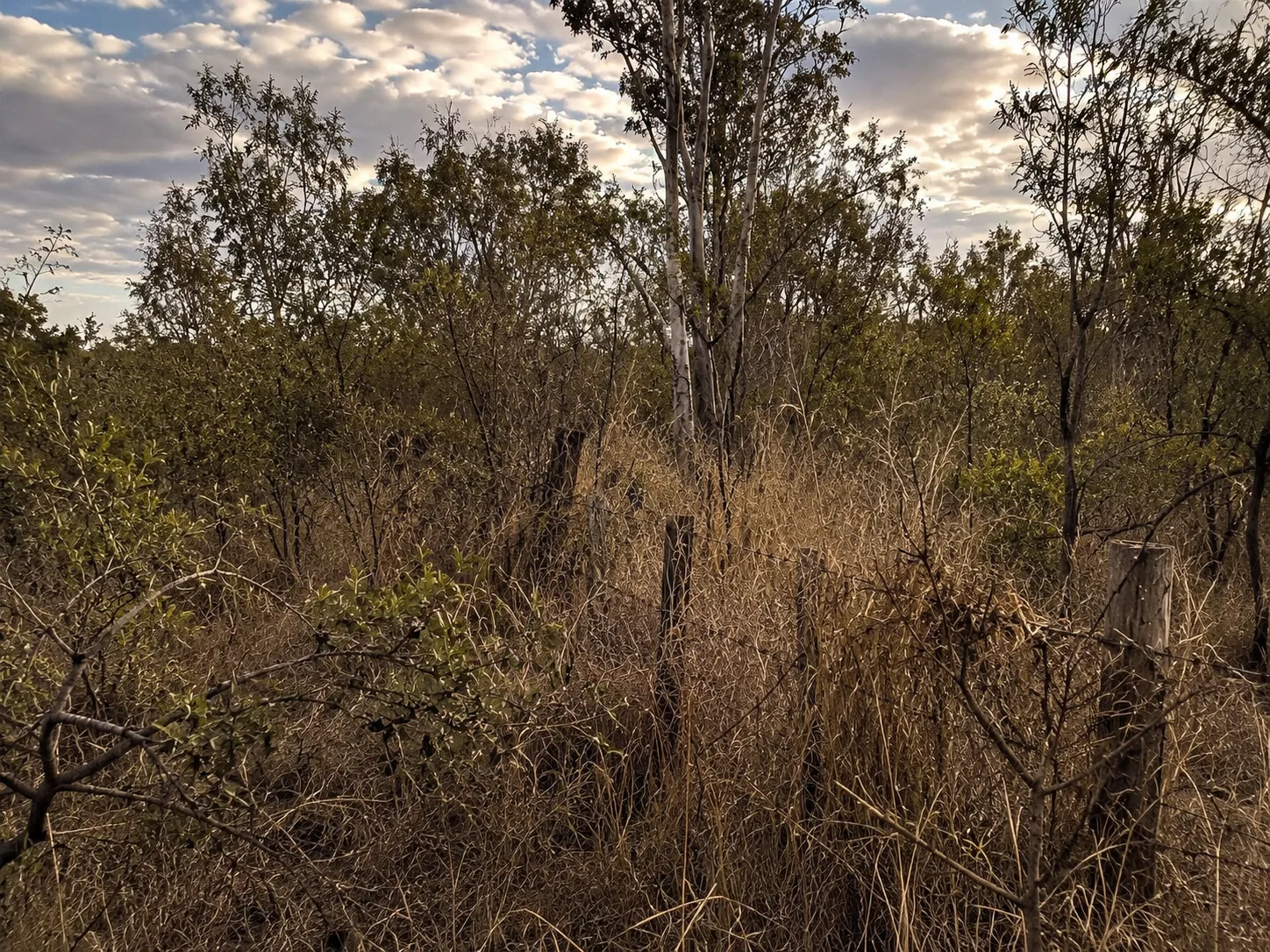 Scrub grown over a boundary fence