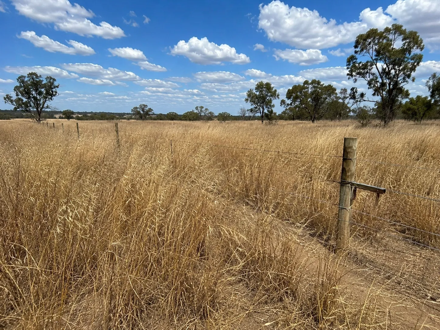 Dry grass along a fence line